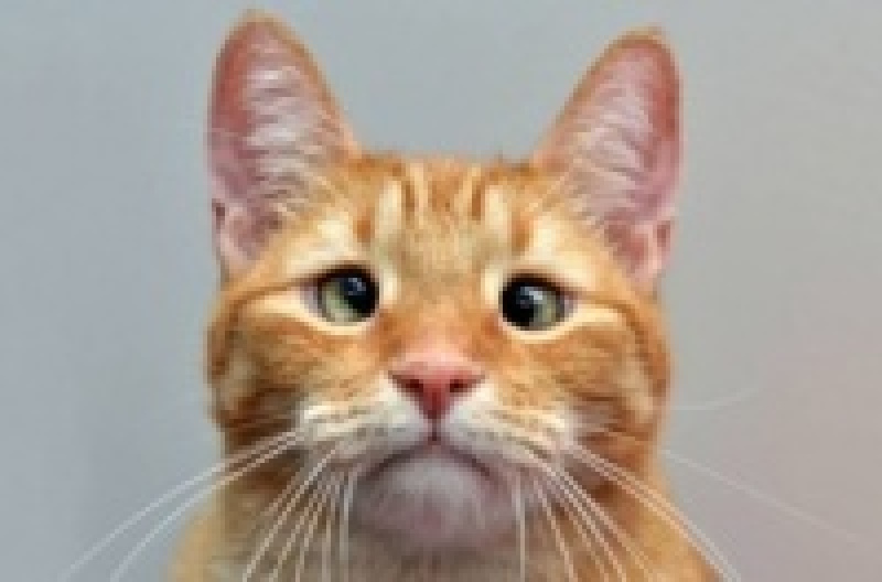 Косоглазый рыжий кот Джарвис